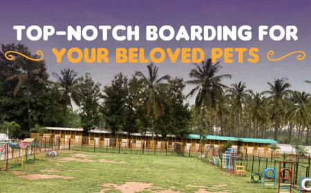 Chippi's Pet Boarding: Revolutionizing Pet Care and Dog Boarding in Bangalore